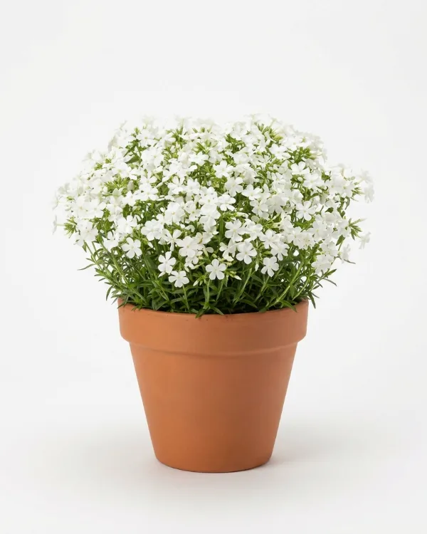 Kuddflox — Phlox douglasii 'White Admiral' Ny 2026