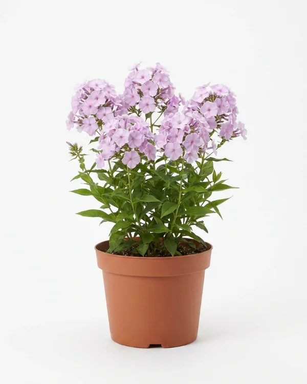 Höstflox — Phlox paniculata 'Alma Jansson' G.K.