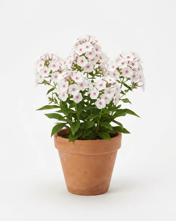 Höstflox — Phlox paniculata 'Sweet Summer Candy'