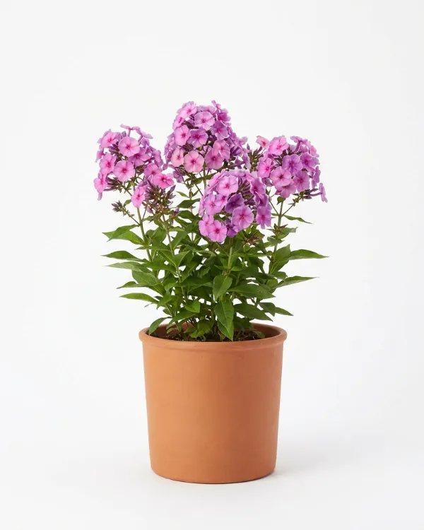 Höstflox — Phlox paniculata 'Sweet Summer Sensation'