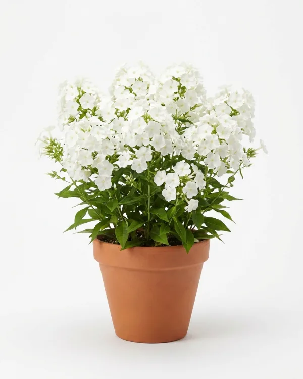 Höstflox — Phlox paniculata 'Sweet Summer Snow'