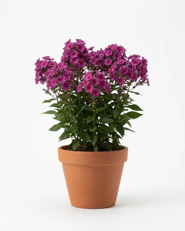 Höstflox — Phlox paniculata 'Sweet Summer Wine'