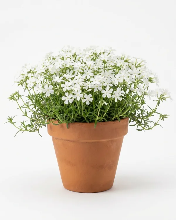 Krypflox — Phlox stolonifera 'Alba'