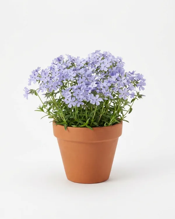 Krypflox — Phlox stolonifera 'Blue Ridge'