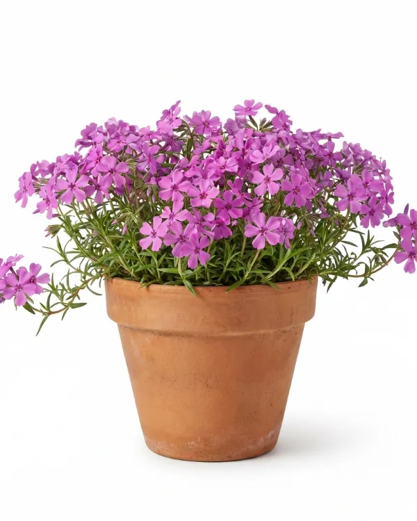 Krypflox — Phlox stolonifera 'Home Fires'