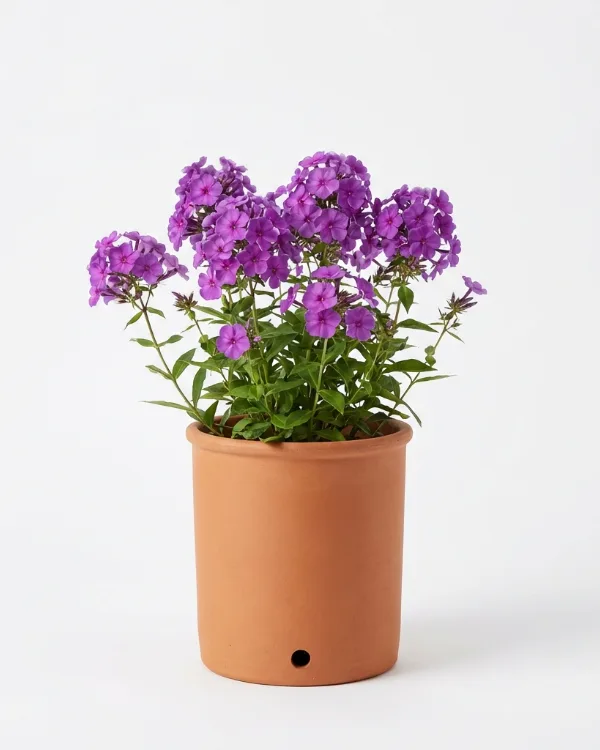 Krypflox — Phlox stolonifera 'Purpurea'