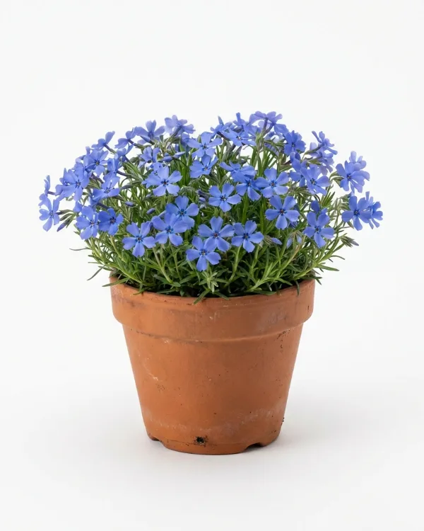 Mossflox — Phlox subulata 'Emerald Cushion Blue'