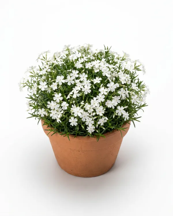 Mossflox — Phlox subulata 'Maischnee'