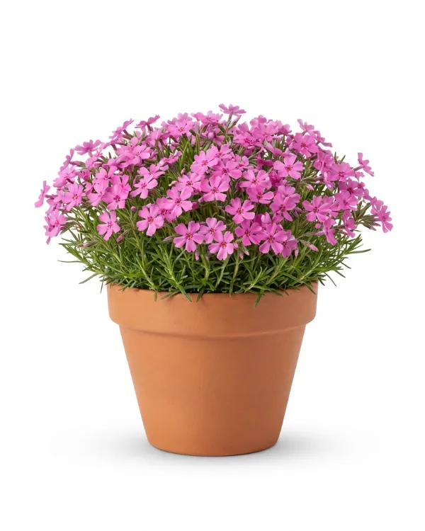 Mossflox — Phlox subulata 'McDaniel´s Cushion'