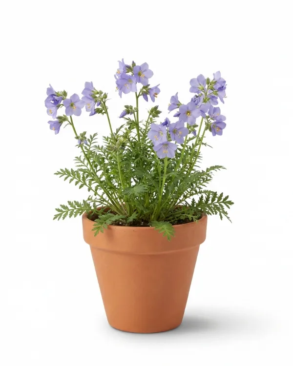 Blågull — Polemonium 'Humile'