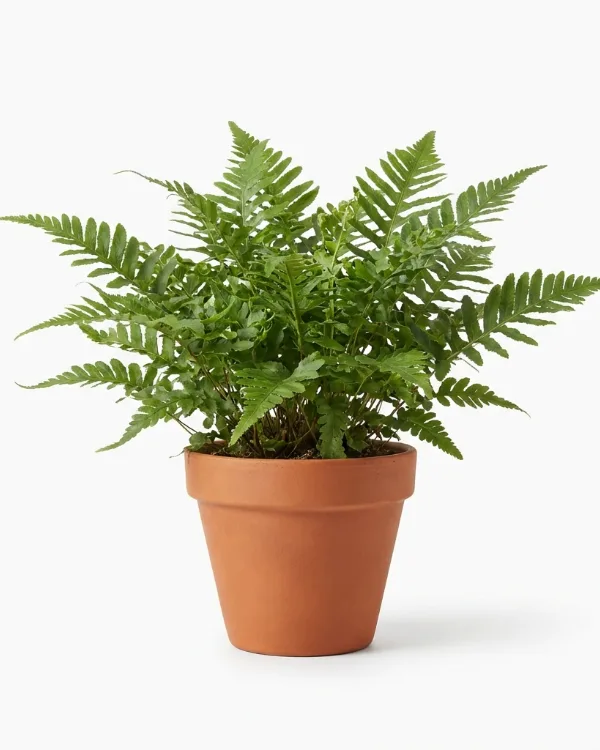 Stensöta — Polypodium vulgare