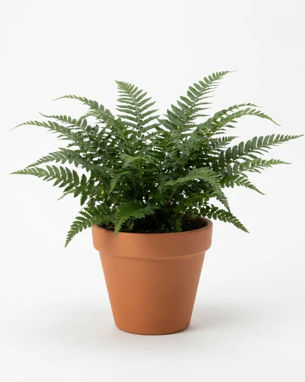 Spetsbräken — Polystichum set. 'Herrenhausen'