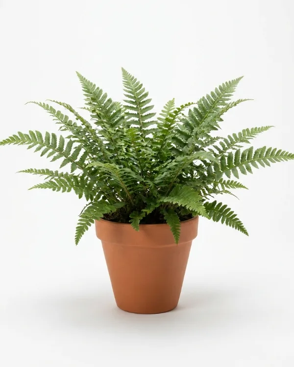 Spetsbräken — Polystichum setiferum