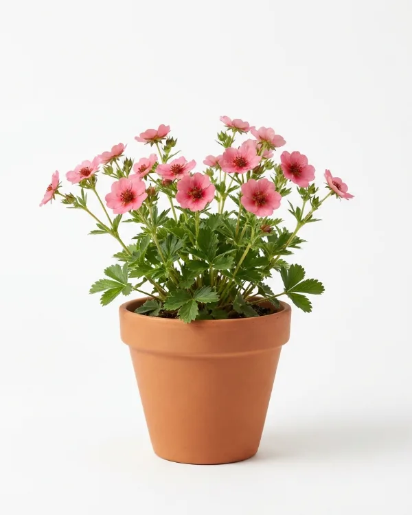 Blodfingerört — Potentilla atrosanguinea