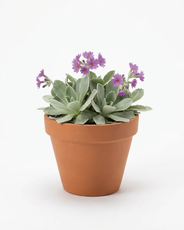 Trädgårdsaurikel — Primula pubescens 'Krusenstiernska' G.K.