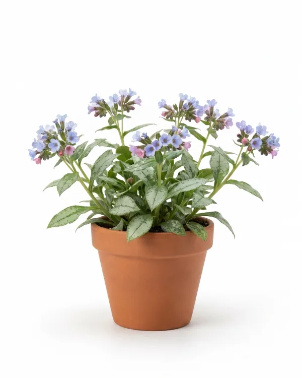 Brokbladig lungört — Pulmonaria 'Opal'