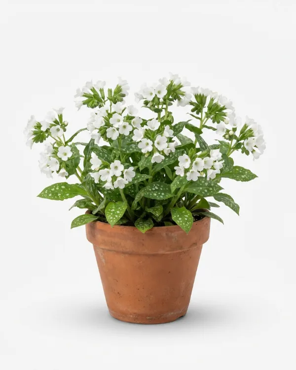 Fläckig lungört — Pulmonaria 'Sissinghurst White' Inkrukad barrot