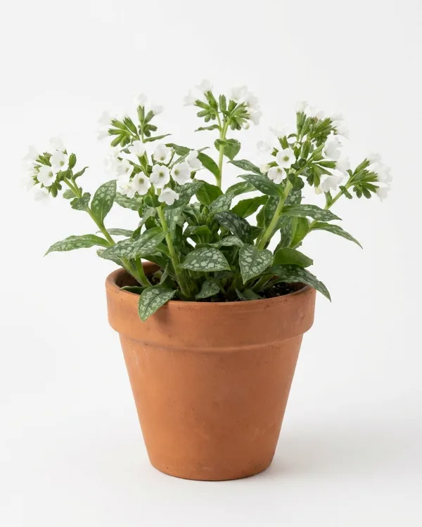 Fläckig lungört — Pulmonaria 'Sissinghurst White'