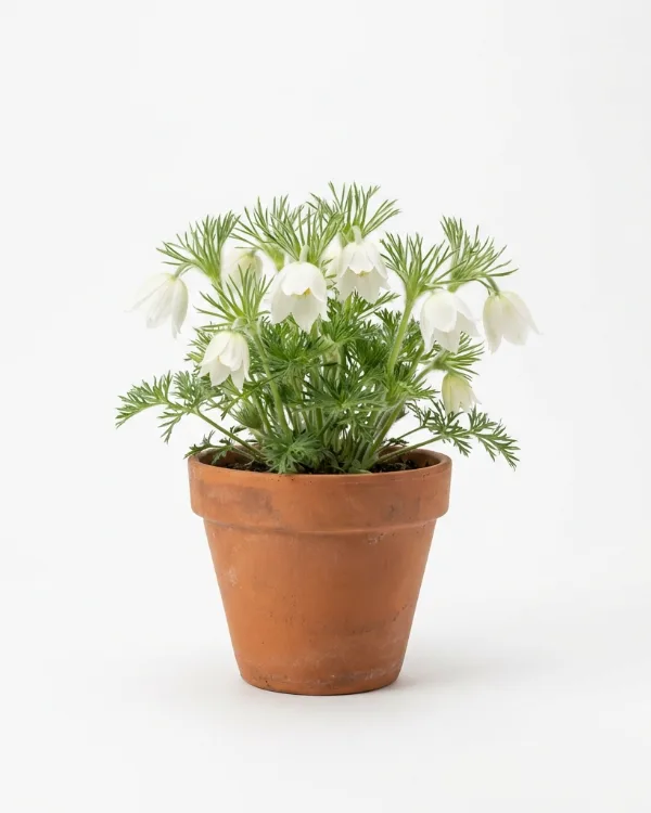 Backsippa — Pulsatilla vulgaris 'Alba'