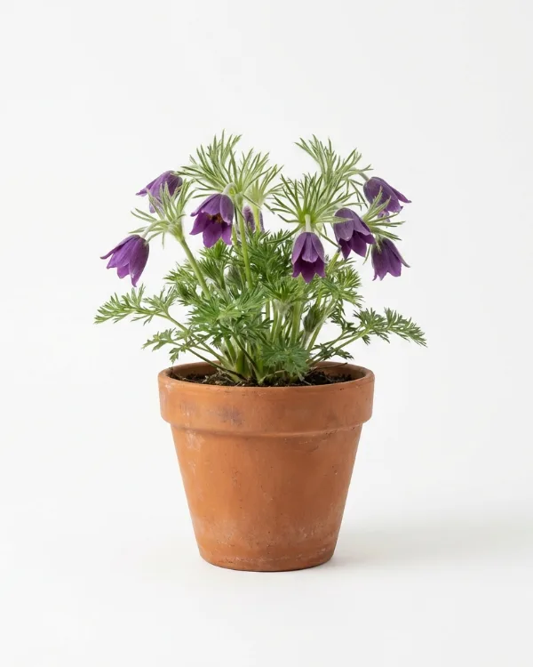 Backsippa — Pulsatilla vulgaris