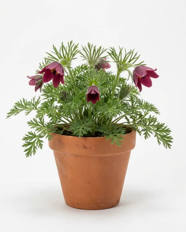 Backsippa — Pulsatilla vulgaris 'Röde Klokke'