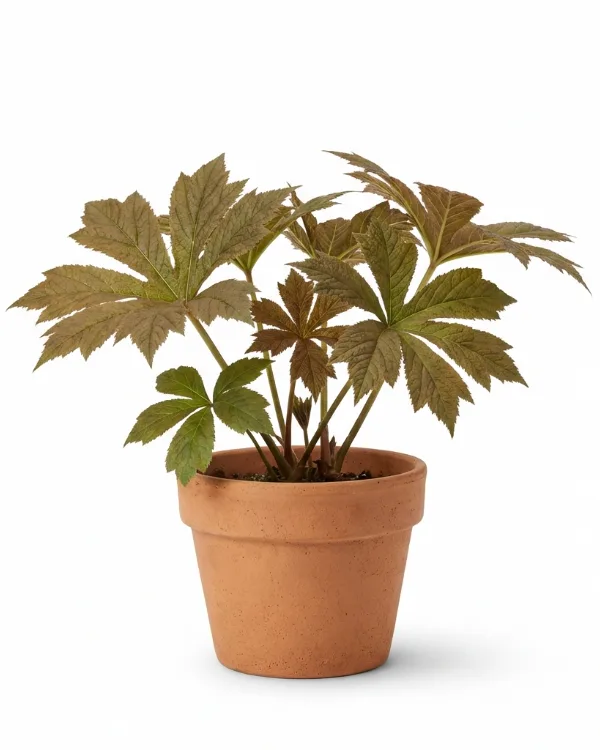 Bronsrodgersia — Rodgersia podophylla 'Braunlaub'