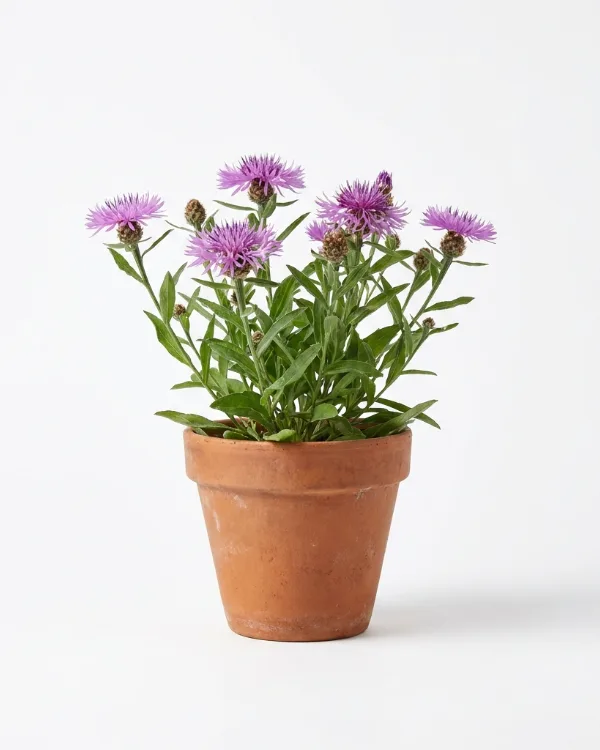 Rödklint — Centaurea jacea