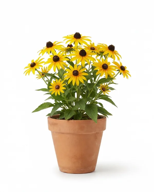 Stjärnrudbeckia — Rudbeckia fulgida deamii
