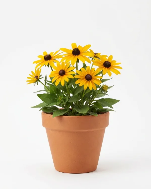 Strålrudbeckia — Rudbeckia fulgida 'Goldsturm'
