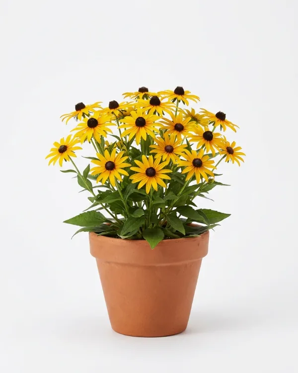 Strålrudbeckia — Rudbeckia fulgida 'Little Goldstar'