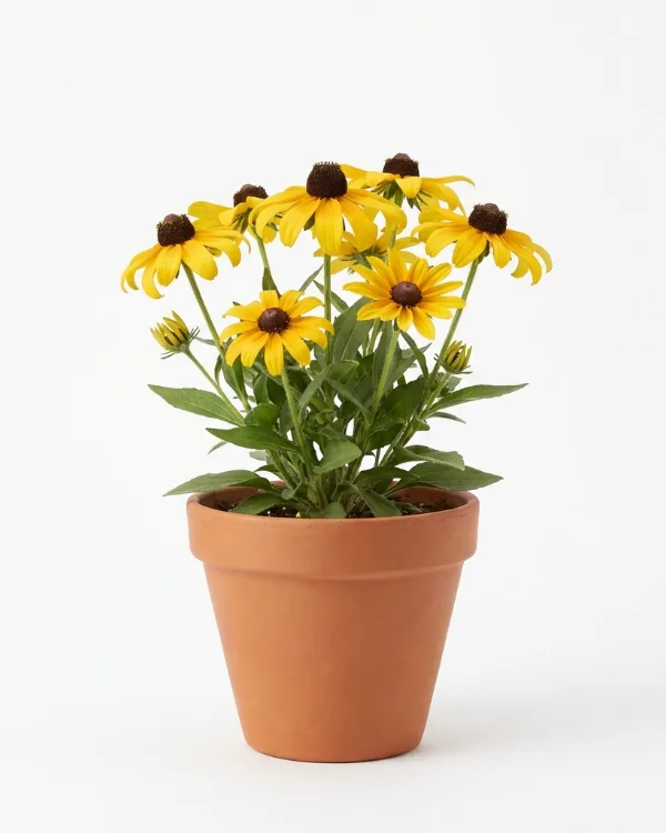 Prärierudbeckia — Rudbeckia subtomentosa 'Henry Eilers'