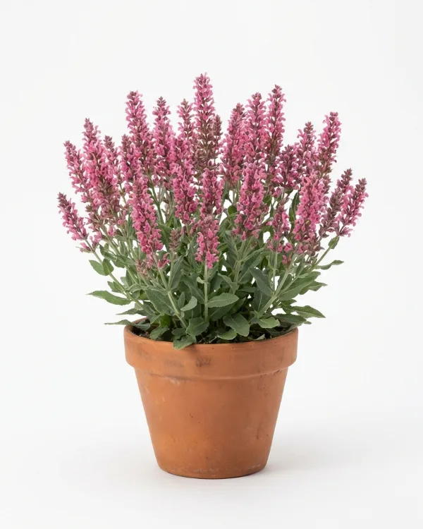 Stäppsalvia — Salvia nemorosa 'Amethyst'