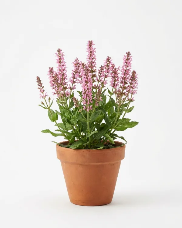 Stäppsalvia — Salvia nemorosa 'Blauhügel'