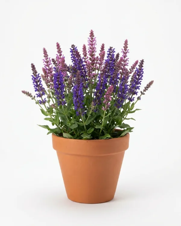 Stäppsalvia — Salvia nemorosa 'Blaukönigin'