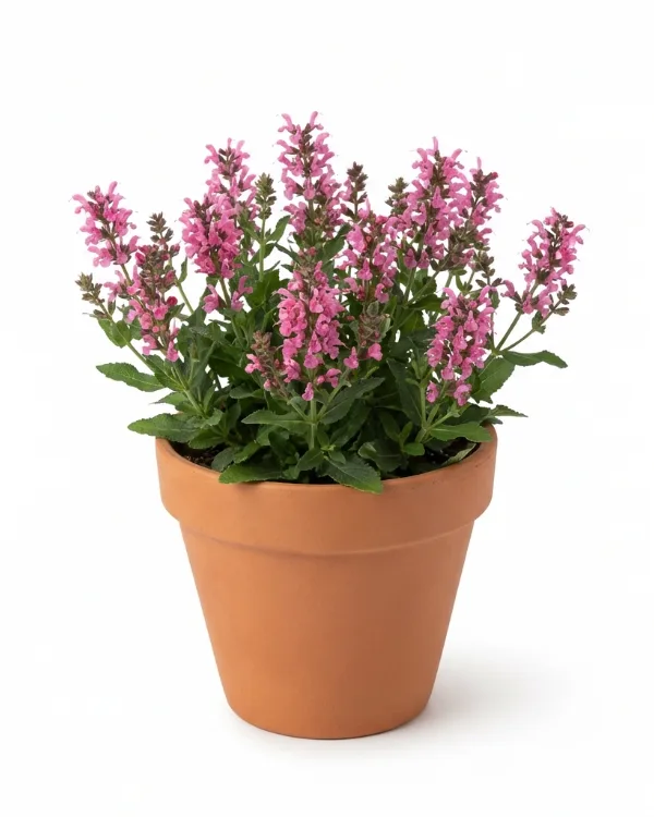 Stäppsalvia — Salvia nemorosa 'Bumblesky'