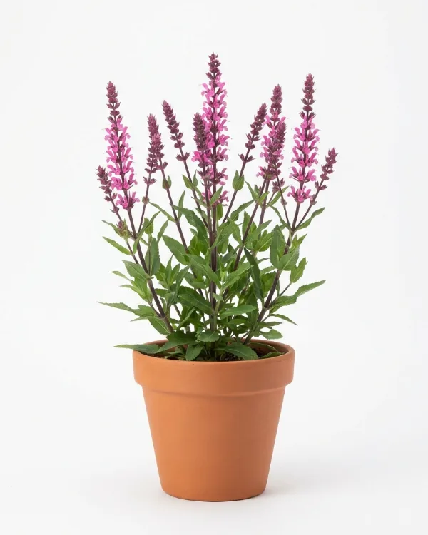 Stäppsalvia — Salvia nemorosa 'Caradonna Pink'