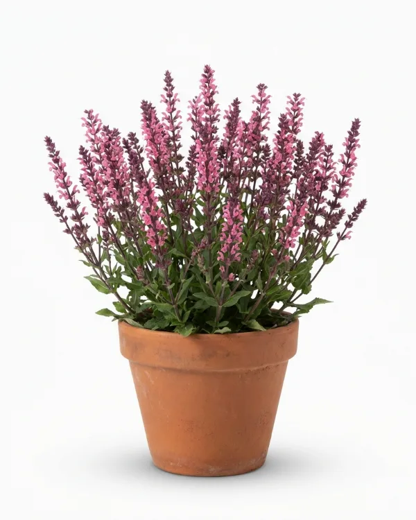 Stäppsalvia (liten kruka) — Salvia nemorosa 'Caradonna' (liten kruka)