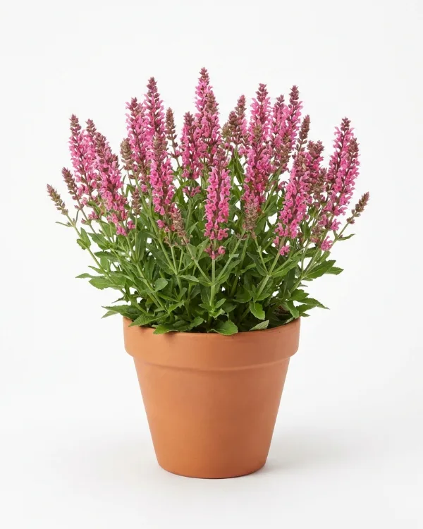 Stäppsalvia — Salvia nemorosa 'Caramia'