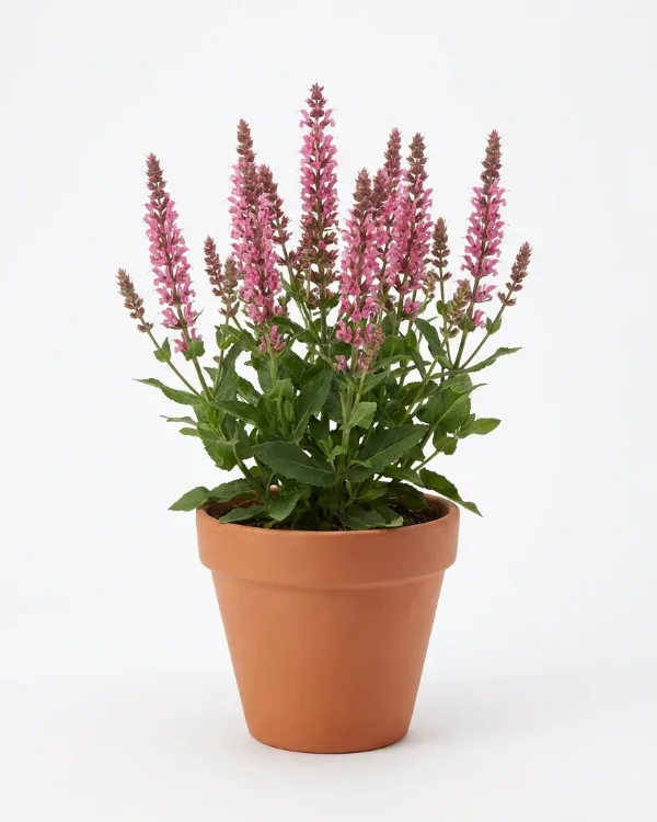 Stäppsalvia — Salvia nemorosa 'Caramia Rose'