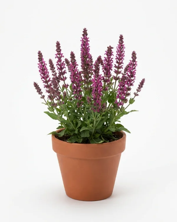 Stäppsalvia — Salvia nemorosa 'Mainacht'