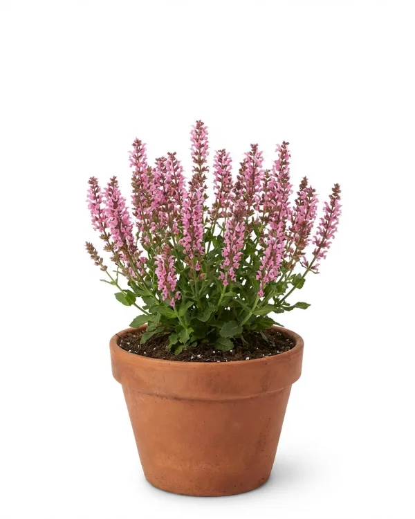 Stäppsalvia — Salvia nemorosa 'Marcus'