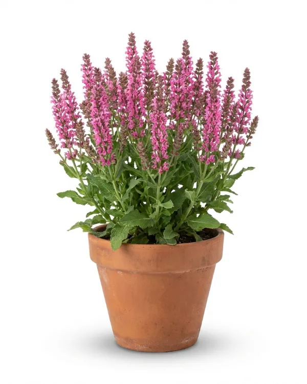 Stäppsalvia (liten kruka) — Salvia nemorosa 'Ostfriesland' (liten kruka)