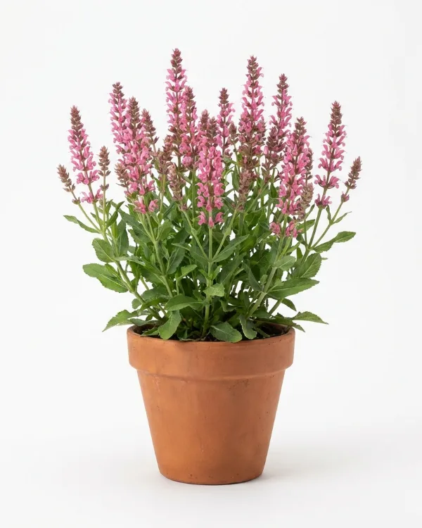 Stäppsalvia — Salvia nemorosa 'Rosakönigin'