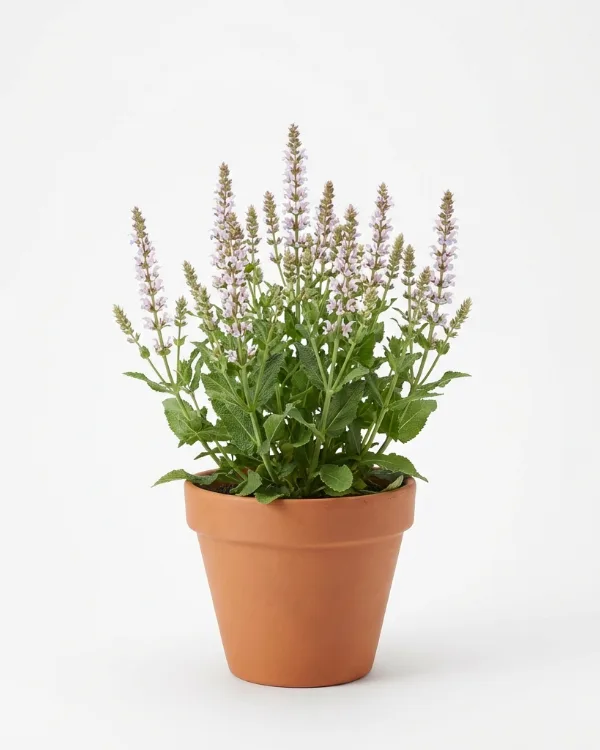 Stäppsalvia — Salvia nemorosa 'Salute Ice Blue'