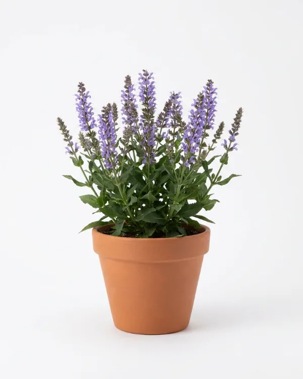 Stäppsalvia — Salvia nemorosa 'Salute Lavender'