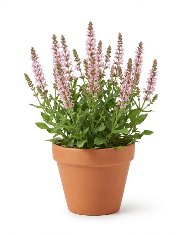 Stäppsalvia — Salvia nemorosa 'Salute Light Pink'