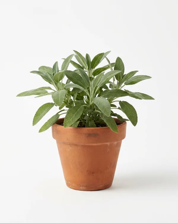 Kryddsalvia — Salvia officinalis