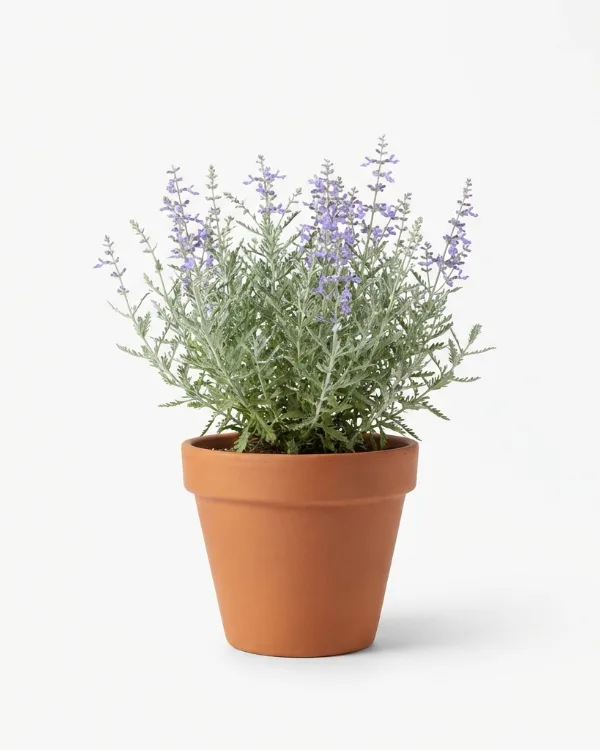 Perovskia — Salvia Perovskia-Gr. 'Little Spire' (Perovskia)