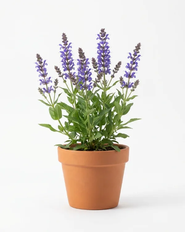 Ängssalvia — Salvia pratensis