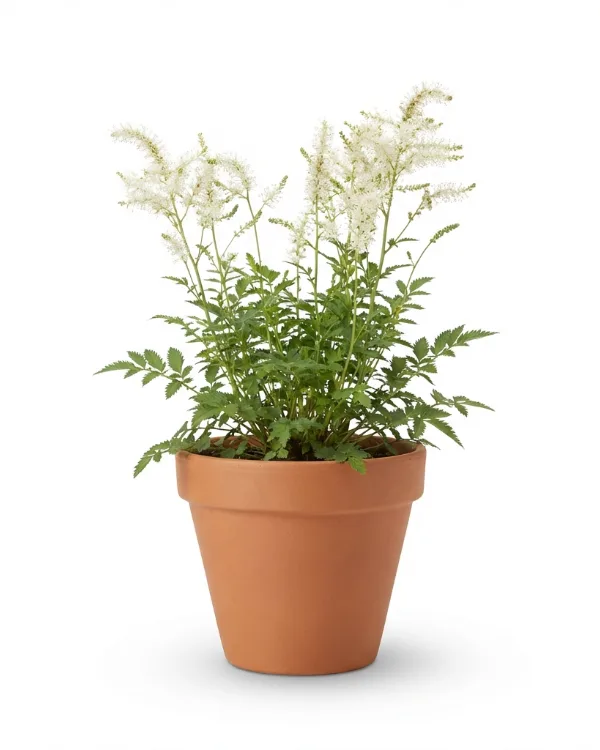 Kanadapimpinell — Sanguisorba canadensis